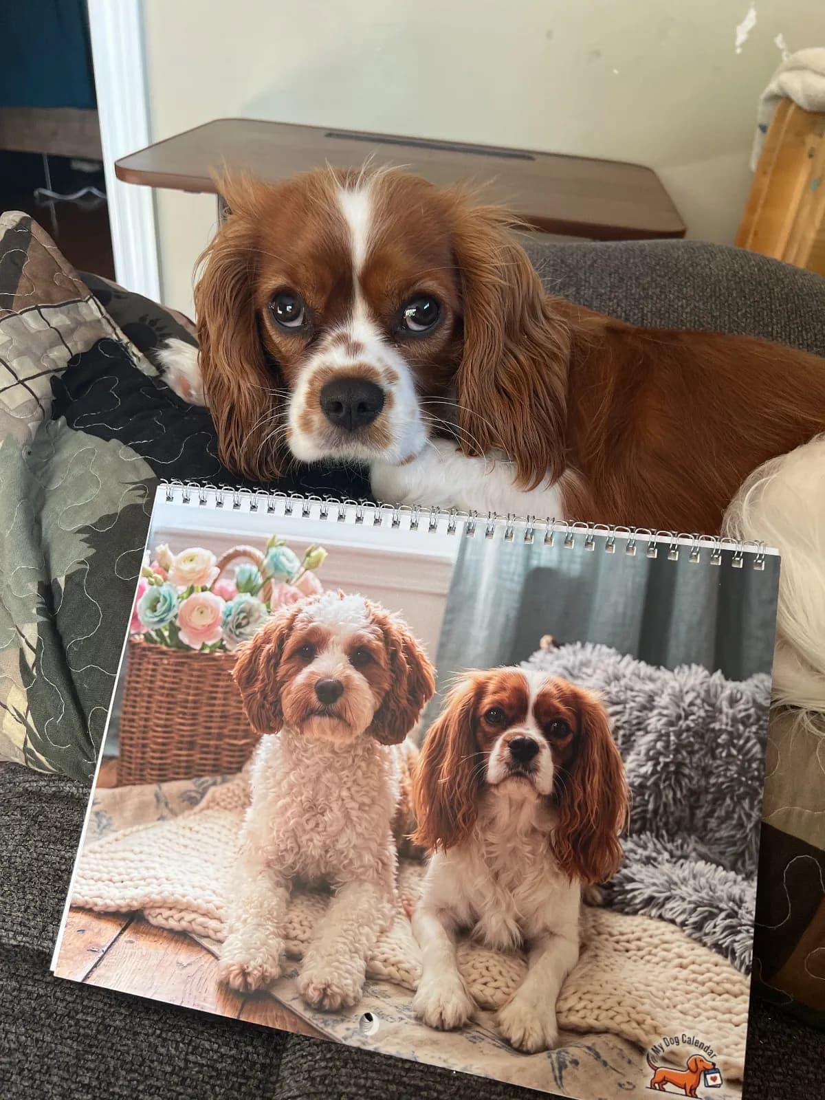 A Cavalier King Charles Spaniel rests behind a printed Adorable calendar showing two dogs.