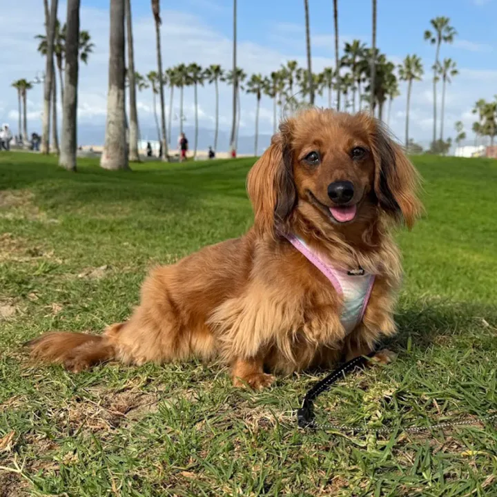 A clear phone photo of a long-haired dachshund sitting on the grass