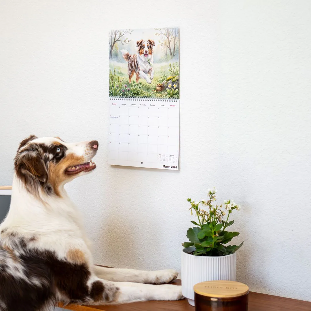 Izzy, an Aussie, looks up at a personalized calendar on the wall with a watercolor painting of Izzy