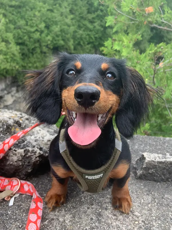 Original phone photo of Nala, uploaded by her owner.