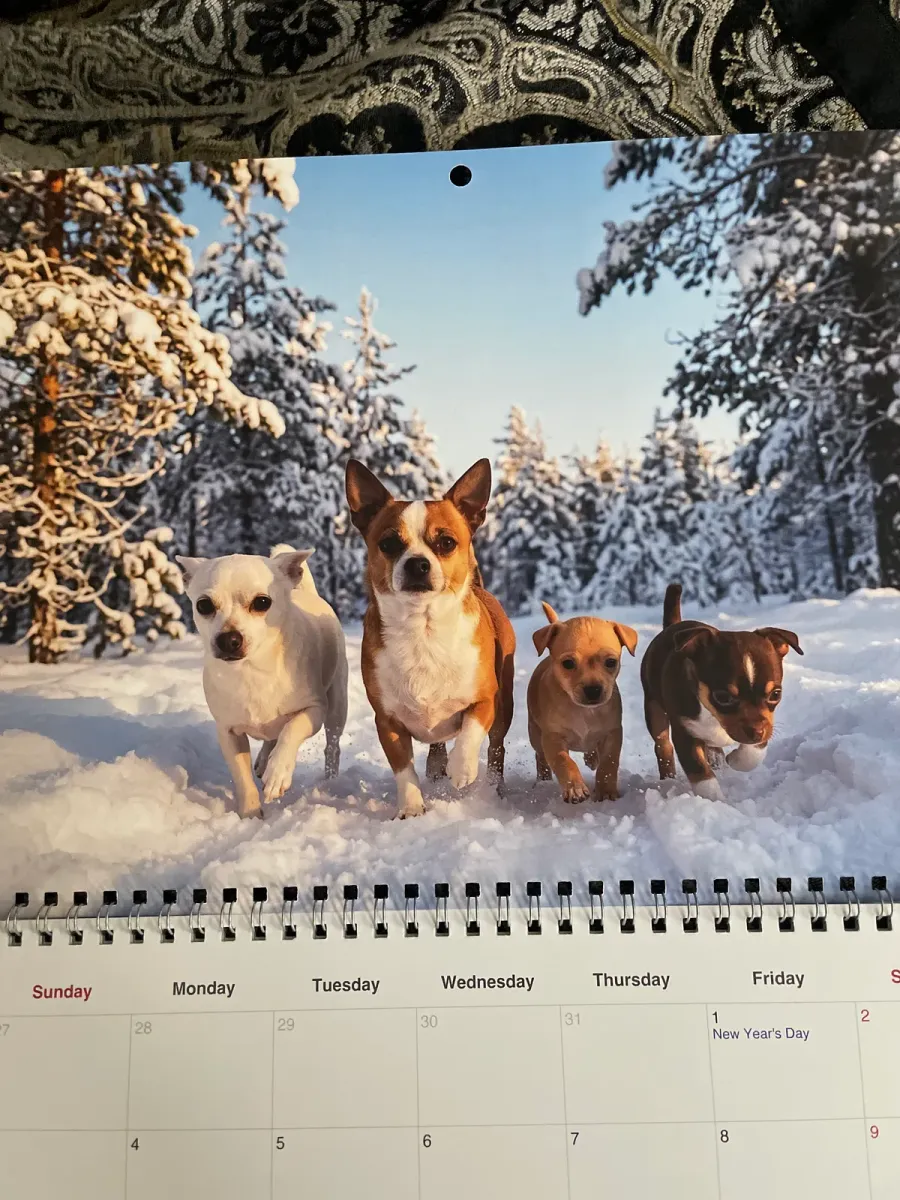 Sara's printed calendar, photographed at home in Montréal
