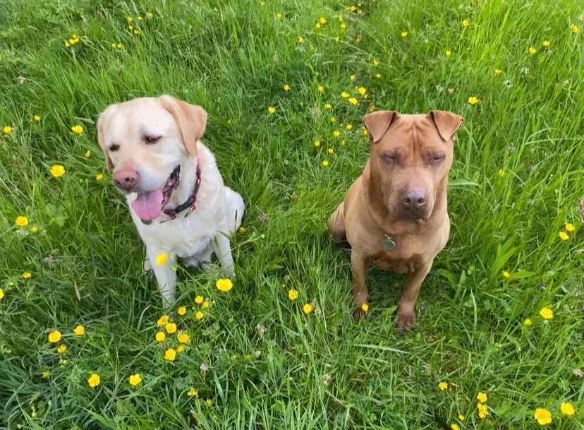 Murphy, un labrador jaune, et Bella, une chienne rousse au front plissé, assis côte à côte dans l’herbe parsemée de boutons d’or